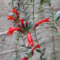 Aeschynanthus pulcher (Blume) G.Don